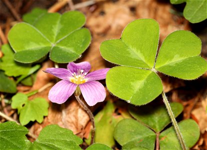 Oxalis oregana (Oxalis) (04-06-2022) french hill road, smith river nat rec area, del norte co, ca -05