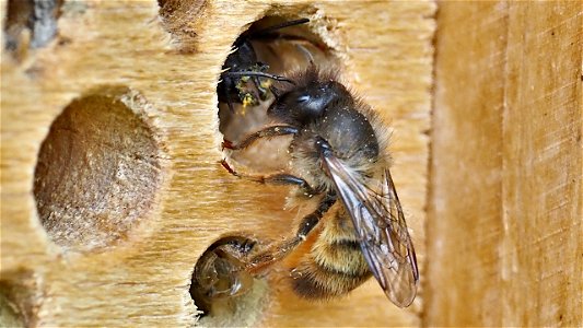 Stelldichein am Insektenhotel - Osmia sp. (Mauerbienenart)