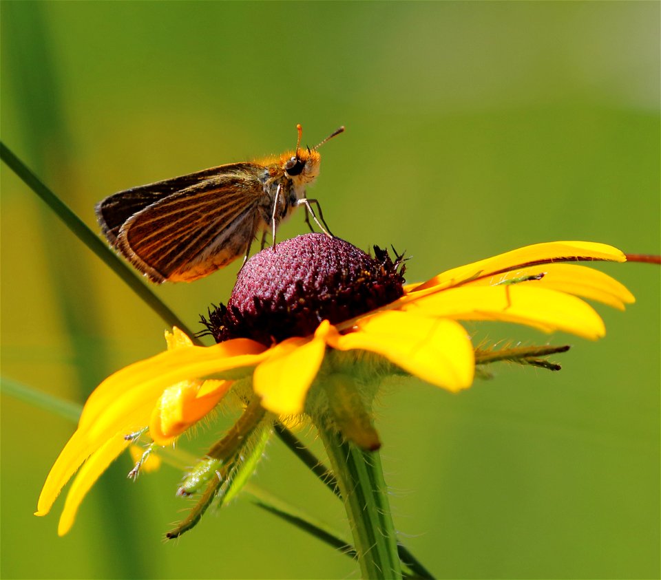 Poweshiek skipperling