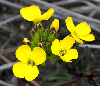 Rrysimum menzieii (Menzie's wallflower) (3-21-2022) tolowa dunes state park, del norte co, ca -01