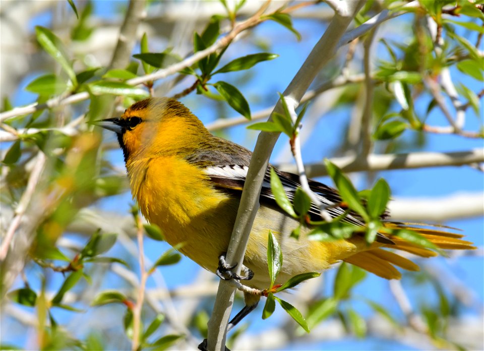 Bullock's oriole at Seedskadee National Wildlife Refuge