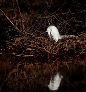 Snow Egret Sevier River UT