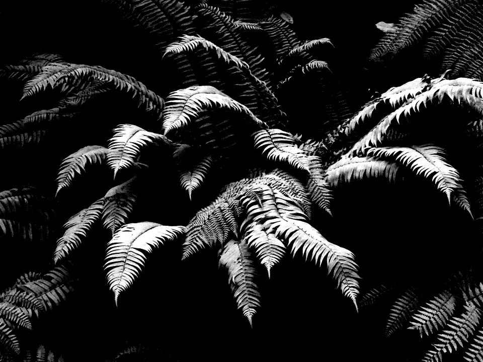 15 BLACK & WHITE STUDIES -   Dust on roadside plants, del norte co, ca (15)