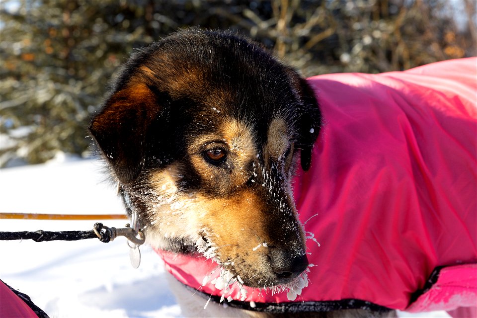 Kobuk 440 racers at Paniqsigvik shelter cabin.