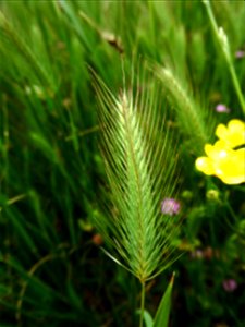 Hordeum geniculatum All., 1785