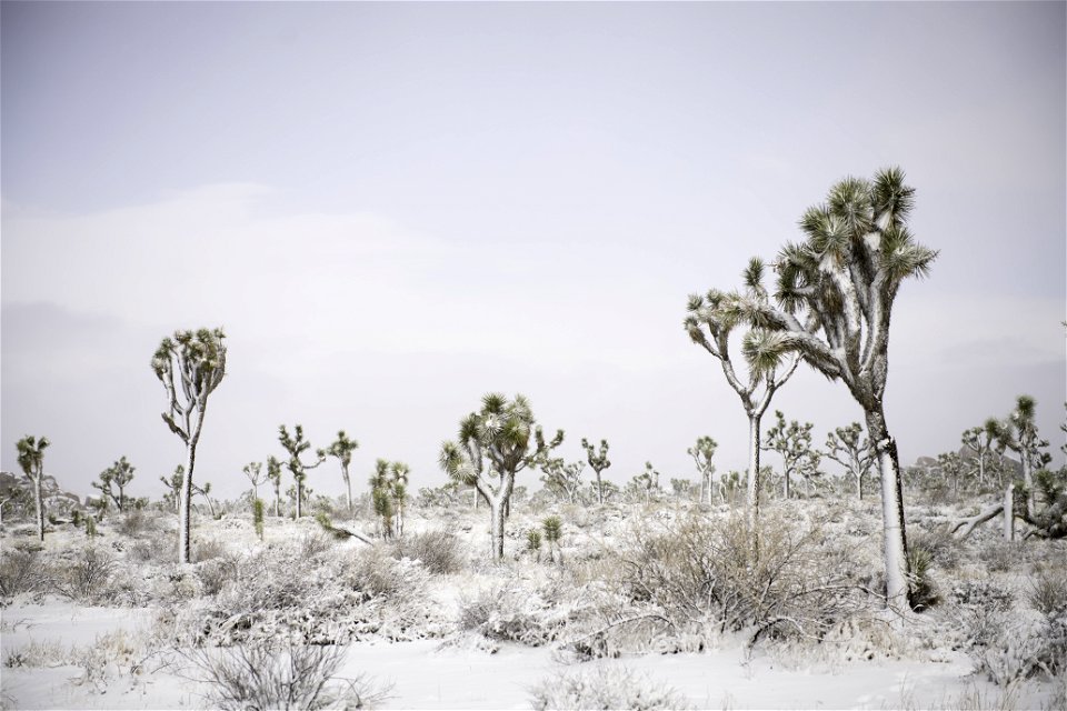Snow over a field of Joshua trees in Lost Horse Valley