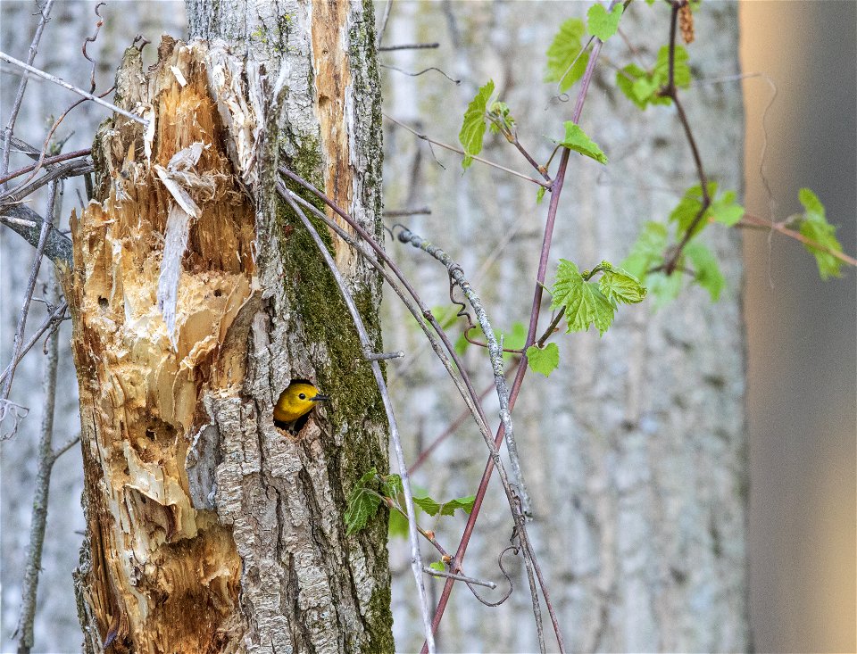 Prothonotary warbler photo