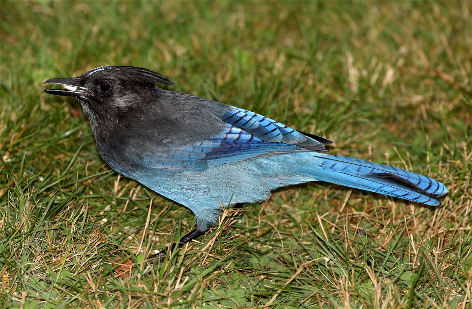 638 - STELLER'S JAY (11-03-2021) crescent city, del norte co, ca -01