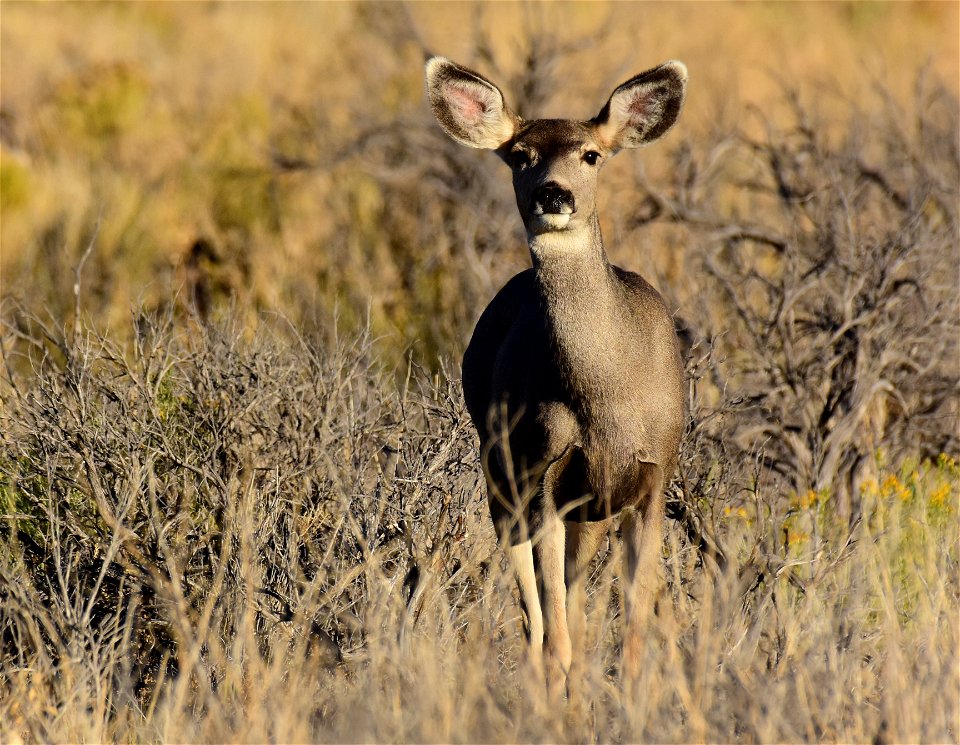 Mule deer at Seedskadee National Wildlife Refuge
