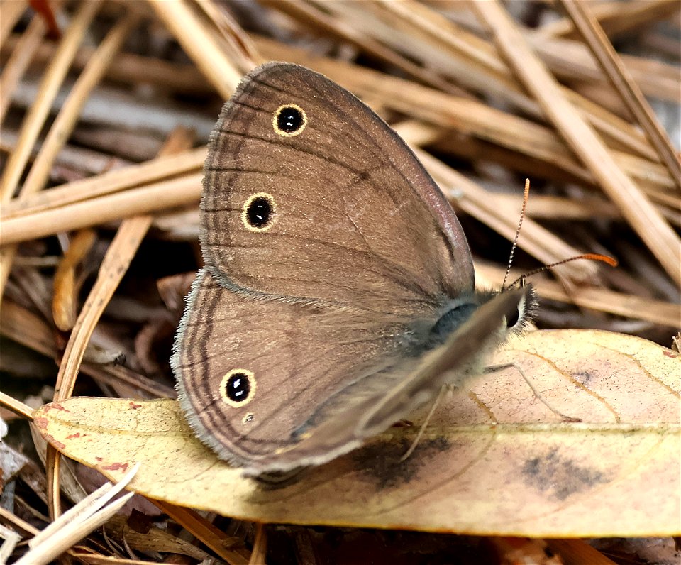 WOOD-SATYR, LITTLE (Megisto cymela) (05-23-2023) neusiok trail south from rte 101, craven co, nc -05