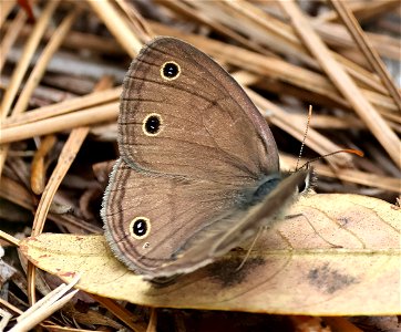 WOOD-SATYR, LITTLE (Megisto cymela) (05-23-2023) neusiok trail south from rte 101, craven co, nc -05 photo