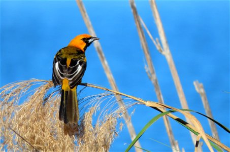 Spot-breasted Oriole photo