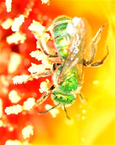 Metallic green sweatbee on prickly pear cactus at Pathfinder National Wildlife Refuge Wyoming