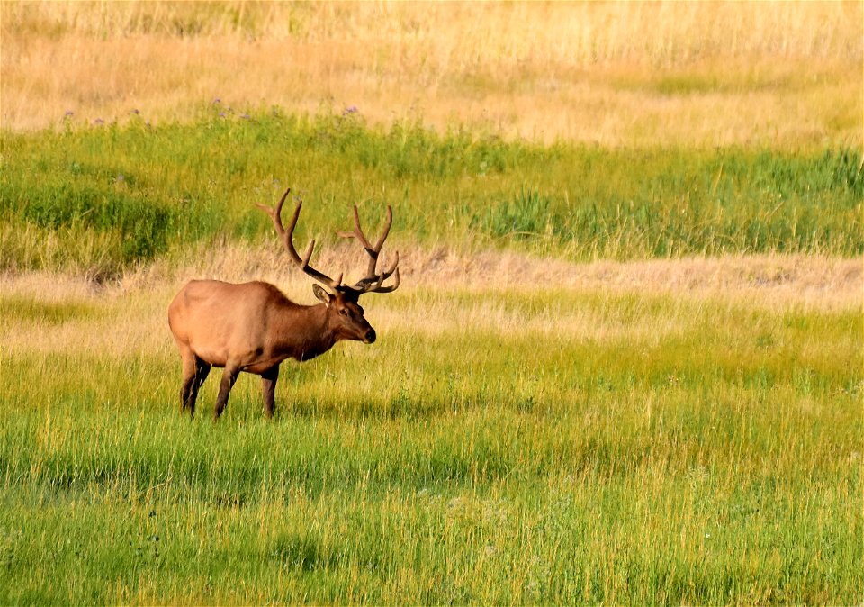Elk at Seedskadee National Wildlife Refuge
