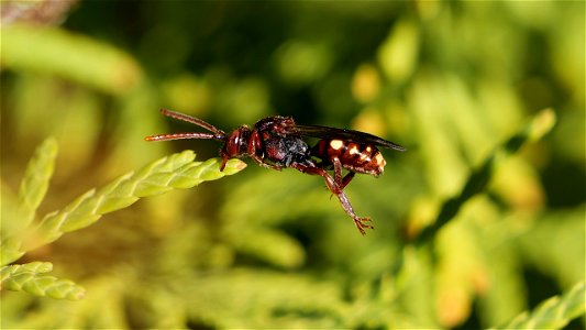 Nomada alboguttata an Thuja-Blättchen