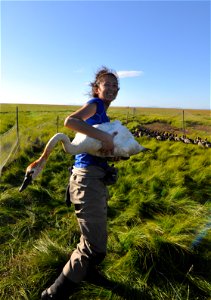 Tundra swan is captured photo