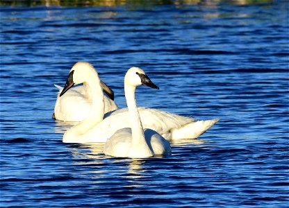 Trumpeter swan at Seedskadee National Wildlife Refuge