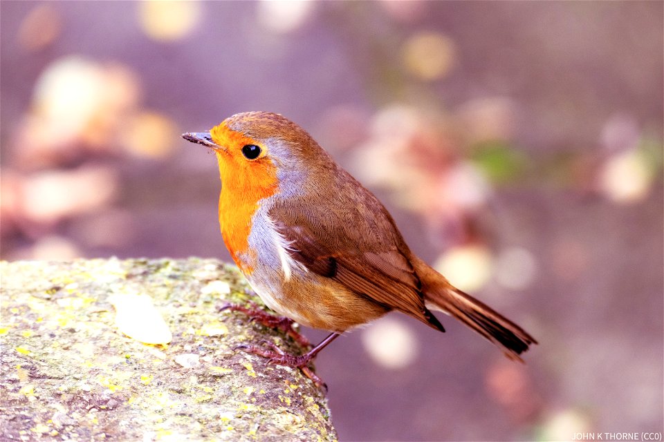 Robin