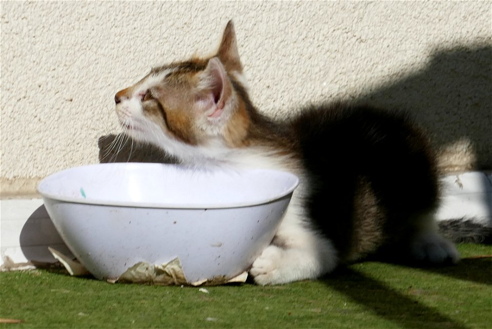 independent-cats_2017_0624_082754(1)