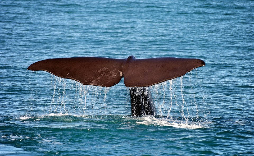 A whale of a tail.