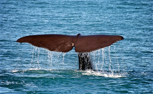 A whale of a tail. photo
