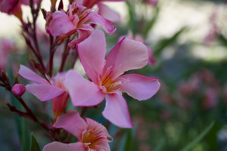 Summer nature bloom photo