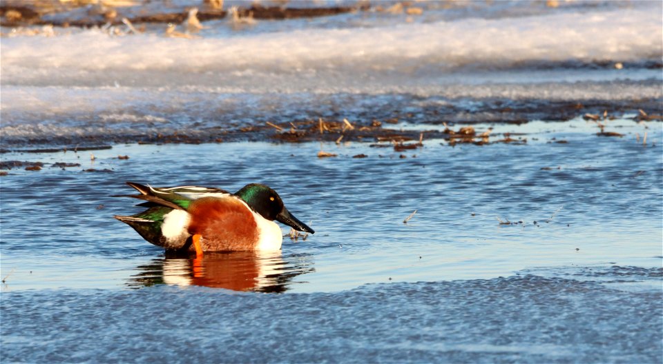 Northern Shoveler Huron Wetland Management District photo