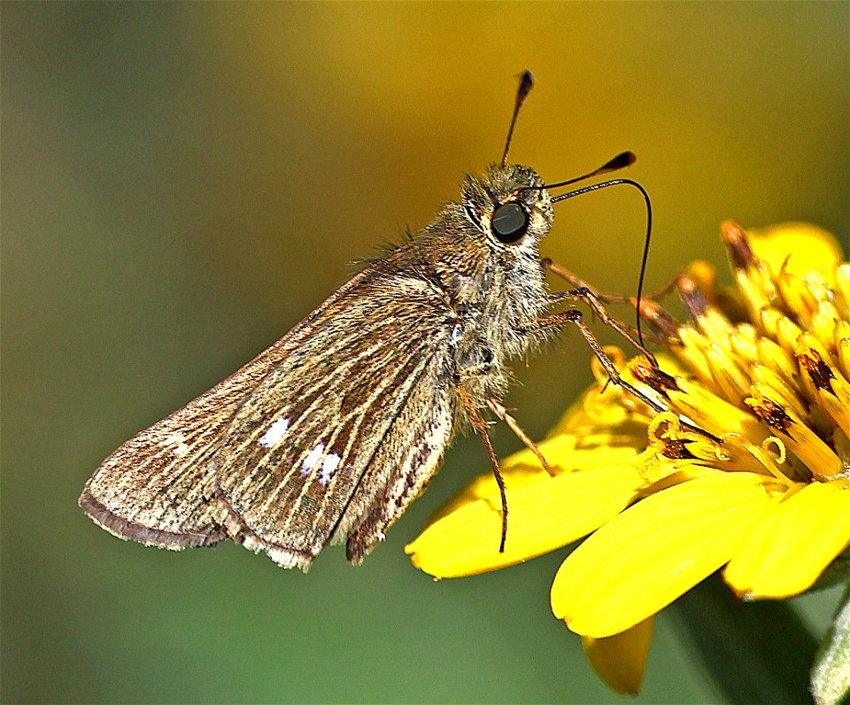 SKIPPER, OBSCURE (Panoquina panoquinoides) (02-19-2023) south texas ecotourism center, laguna vista, cameron co, tx -02