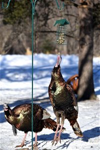 Wild turkeys at a suet feeder