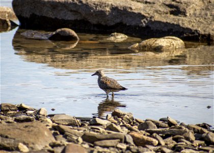 KATM_2021_SurfbirdNearMortuaryCove_CourtesyAndreaWillingham