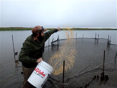 Baiting duck trap with corn photo