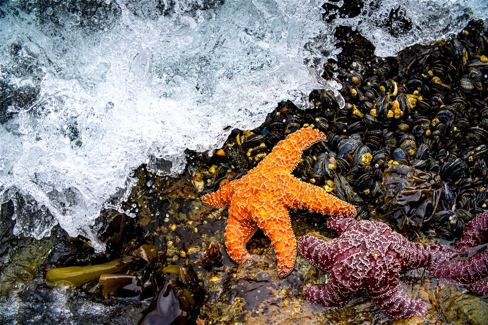 Sea Stars at California Coastal National Monument