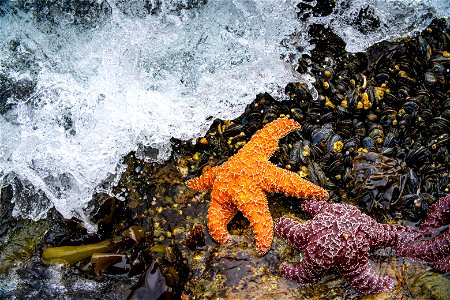 Sea Stars at California Coastal National Monument