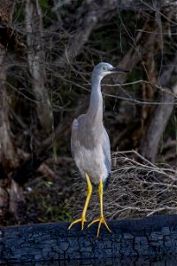 White-faced heron