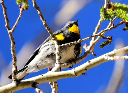 Yellow-rumped warbler at Seedskadee National Wildlife Refuge photo