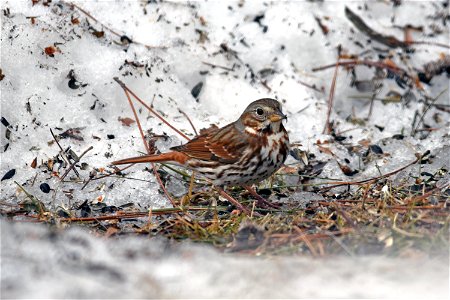 Fox sparrow in the snow
