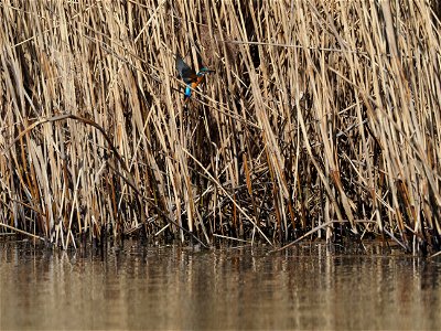 Eisvogel photo