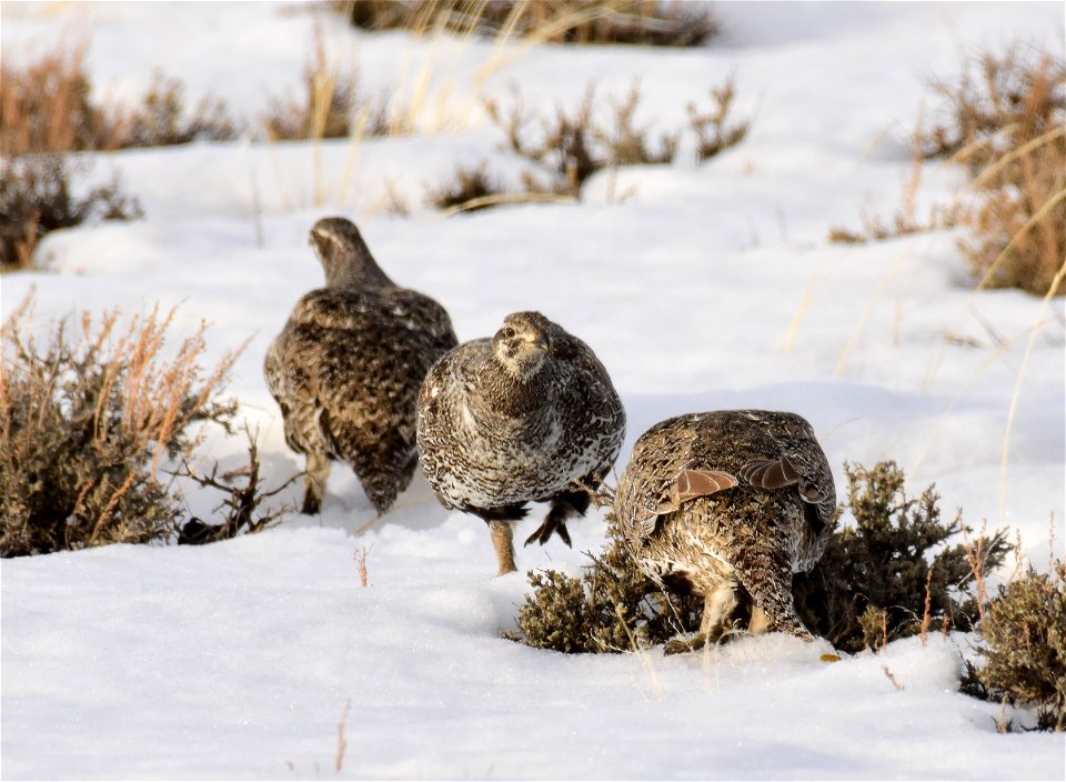 Greater sage-grouse on Seedskadee National Wildlife Refuge