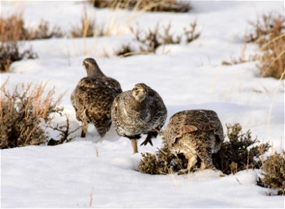 Greater sage-grouse on Seedskadee National Wildlife Refuge photo