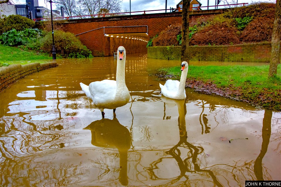 Swan Security Guards. Flooded Maidstone Pedestrian Subway