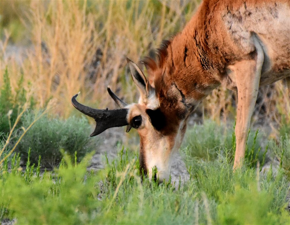 Pronghorn at Seedskadee National Wildlife Refuge