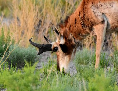 Pronghorn at Seedskadee National Wildlife Refuge photo