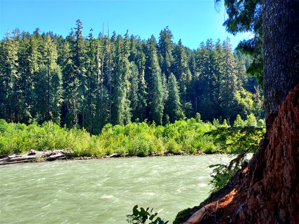 Sauk River from the Old Sauk Trail, Mt. Baker-Snoqualmie National Forest. Photo by Anne Vassar June 22, 2021.