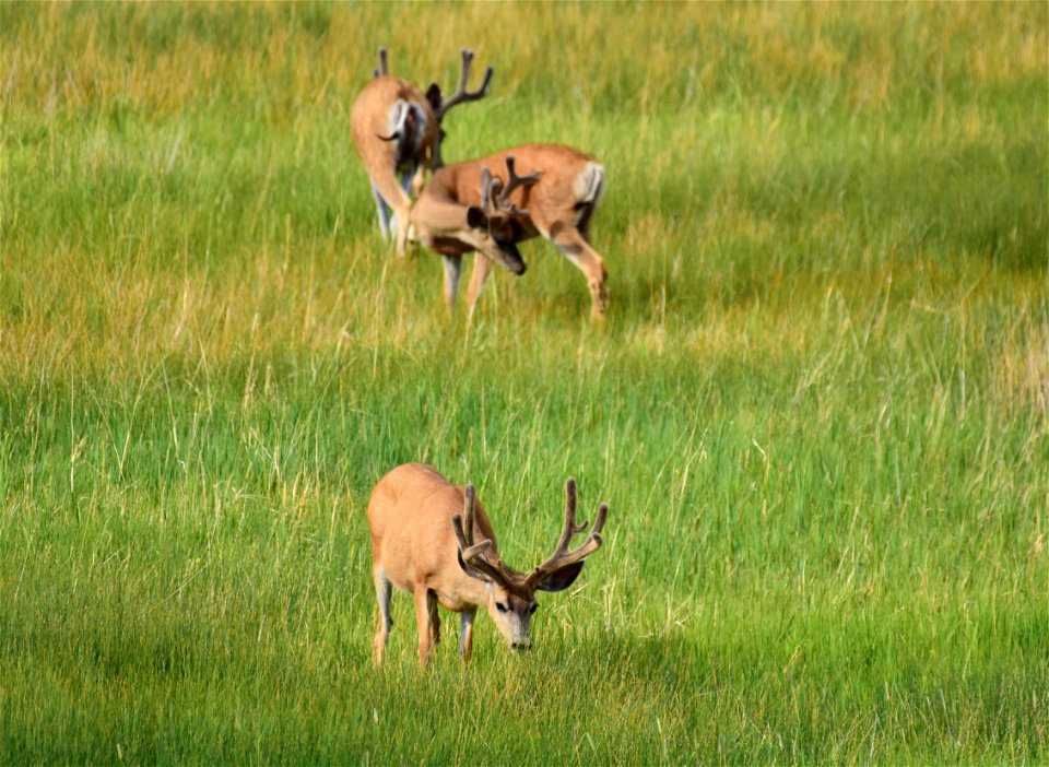Mule deer at Seedskadee National Wildlife Refuge