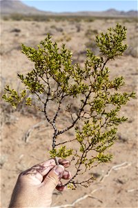 Larrea tridentata
