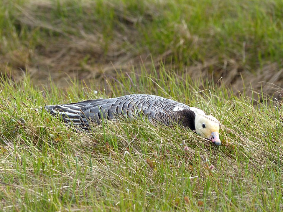 Emperor Goose on nest photo