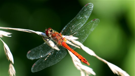 Sympetrum sanguineum (Blutrote Heidelibelle), Männchen