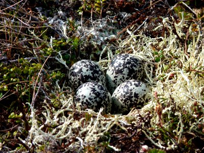 Pacific Golden-Plover nest photo