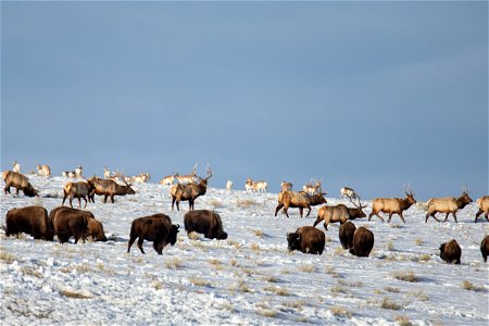 Bison, Elk, & Pronghorn on the National Elk Refuge