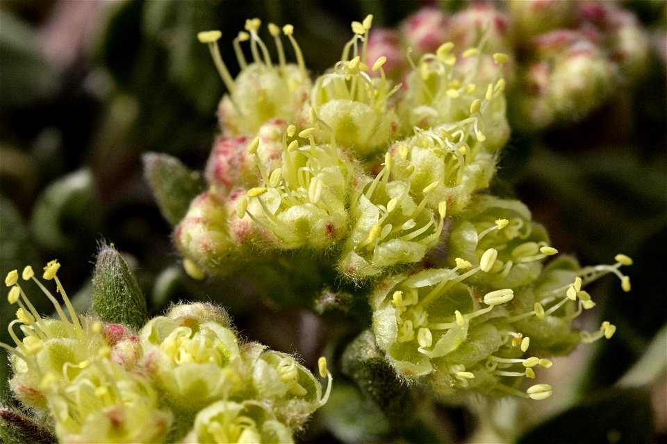 Eriogonum flavum